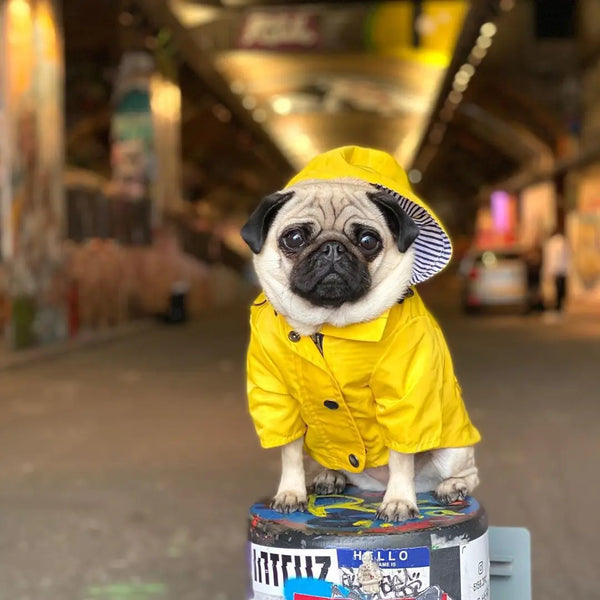 High Quality Waterproof Pet Dog Coat for Small Medium Large Dogs Windproof Jacket Dog Raincoat Dog Sport Hoodies Pet Clothes