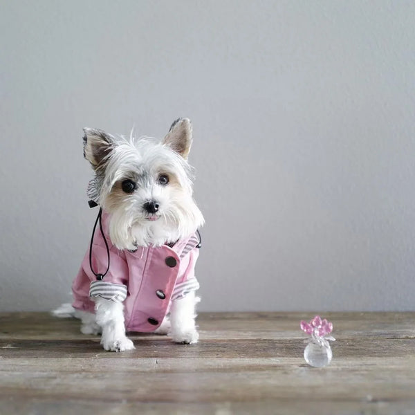 High Quality Waterproof Pet Dog Coat for Small Medium Large Dogs Windproof Jacket Dog Raincoat Dog Sport Hoodies Pet Clothes
