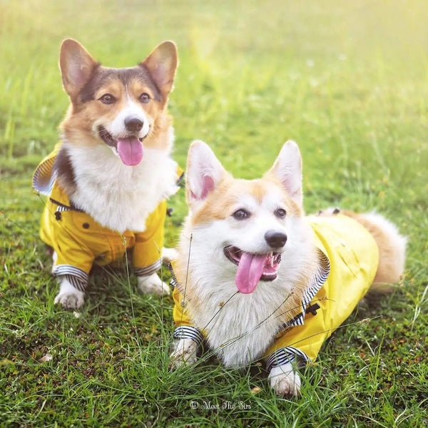 High Quality Waterproof Pet Dog Coat for Small Medium Large Dogs Windproof Jacket Dog Raincoat Dog Sport Hoodies Pet Clothes