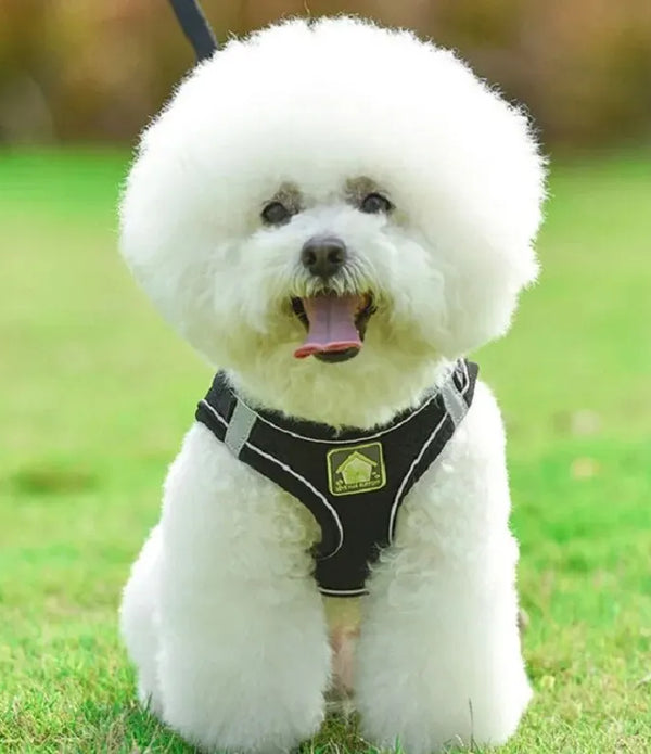 Reflective Pet Harness And Leash Set For Dog & Cat, No Pull Dog Vest Harness With Breathable Mesh