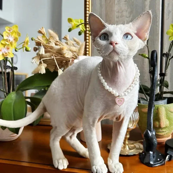 Fashion Pet Collar Pearl Bow Necklace Cat Jewelry Cute Collar Puppy Accessories Dog Chain Chihuahua Wedding Jewelry Stuff