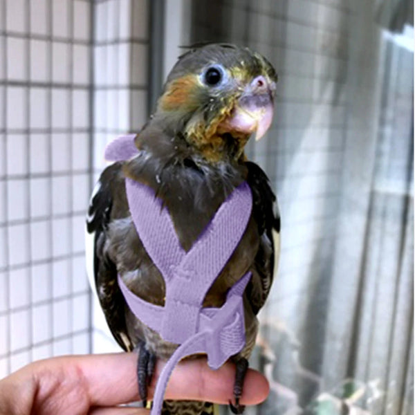 Parrot Flying Harness Leash Suit Pet Bird Outdoor Flight Training Rope Cockatiel Supplies Macaw Accessories  Stuff For Budgie