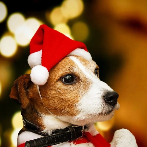 Christmas Pet Santa Claus Hat Pet Costume