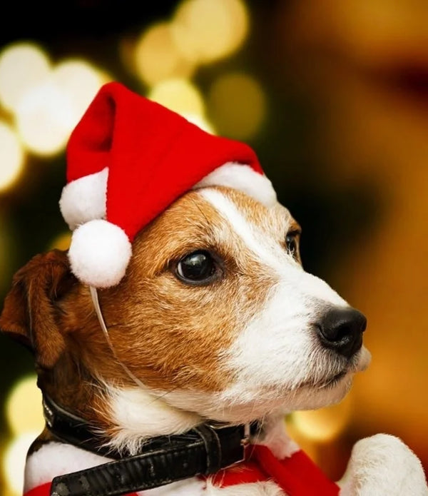 Christmas Pet Santa Claus Hat Pet Costume