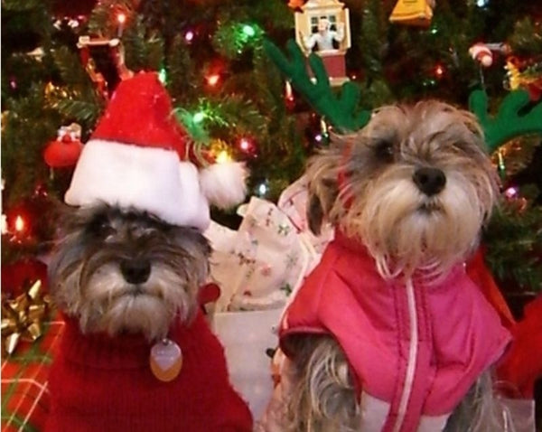 Christmas Pet Santa Claus Hat Pet Costume