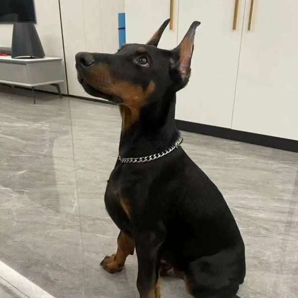 Pet Fashion Necklace Chain Dog Collar French Fighting Small Medium Dog Gold Collar Cat Dog Gold Necklace Pet Jewelry Accessories