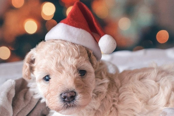 Christmas Pet Santa Claus Hat Pet Costume