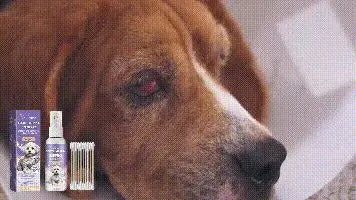 Yegbong Spray Gently Cleans Tears Pet Eye Moisturizing Care Spray