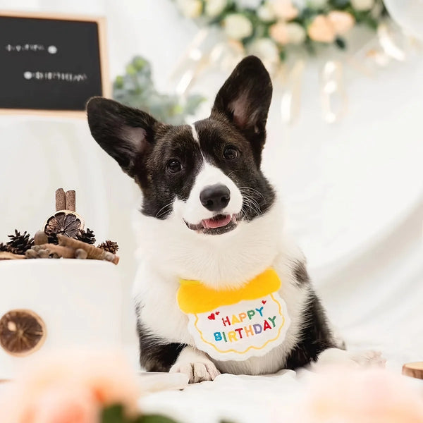 Pet's Birthday Special with this Adorable Dog, Cat Birthday Hat & Bandana Set!