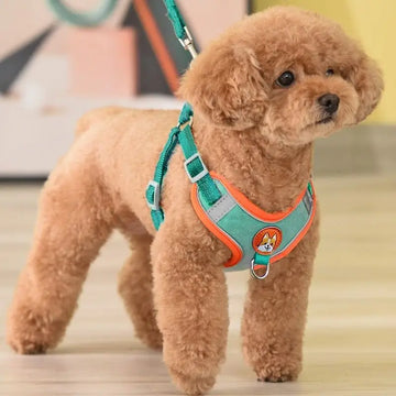 Harness